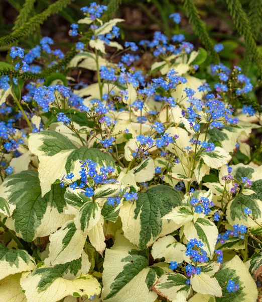Brunnera macrophylla 'Variegata'